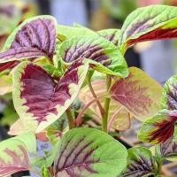 ราคา ผักโขมใบกระ ผักโขมใจแดง ผักโขมเขียวใจแดง ตัวเลือกสูงสุด 10000 เมล็ด 10 แถม 1 คละได้ (13154615277)