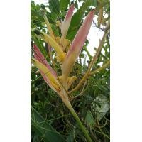 ราคา เบิร์ดอออฟพาราไดซ์ 4สี ให้เลือก ต้นอ่อนต้นแก่ตัดใบล้างราก ธรรมรักษา ก้ามกุ้ง ปักษาสวรรค์ หน่อ เหง้า เฮลิโคเนีย เบิร์ด (12831521747)