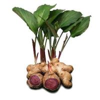 ราคา กระชายดำ หัวสด พึ่งขุดขึ้นมาๆ ใช้ปลูกและใช้กินได้ ขายเป็นกิโลกรัม (2913182556)