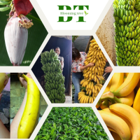 ราคา ต้นกล้วยยักษ์อินโด ต้นเพาะเลี้ยงเนื้อเยื่อ พันธุ์กล้วยให้ผลขนาดใหญ่ มีรสชาติหอมอร่อย (21894587206)