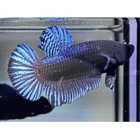 ราคา ปลากัดแปดริ้ว เสือ9 แผลดี เขี้ยวยาว (21937963358)