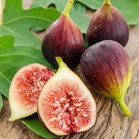 ราคา 20 เมล็ด มะเดื่อฝรั่ง ลูกฟิก รสชาติหวาน หอม Figs Fruit Seeds สายพันธุ์ Brown Turkey (21292221512)