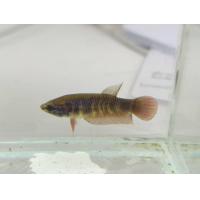 ราคา ปลากัดตัวเมีย ป่าใต้พัฒนา วงแดง วงเหลือง 1 ตัว (22095479347)