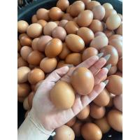 ราคา ไข่ไก่สดจากฟาร์มไข่ไก่เบอร์2 XL จำนวน1ฟอง (22156290789)