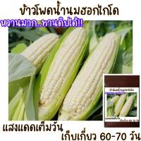 ราคา 10 เมล็ด ข้าวโพดฮอกไกโด pure white sweet corn (21956519096)