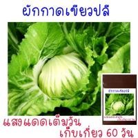 ราคา เมล็ด พันธุ์ ผักกาดเขียว ปลี ห่อหัว 500 เมล็ด (21956209756)
