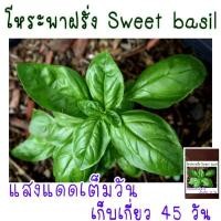 ราคา 50 เมล็ด เมล็ด พันธุ์ น ำ เข้า โหระพา ฝรั่ง Sweet basil (21956321863)