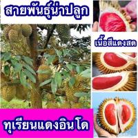 ราคา ต้นทุเรียนแดงอินโด ทุเรียนต้นกล้า ขึ้นชื่อนำเข้าจากอินโดนีเซียอร่อย แปลกใหม่ ได้ผลไว จาก บ้านและสวน แม่สมใจ (21064007945)
