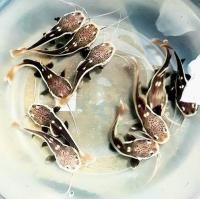 ราคา อาหารปลา ปลาเรดเทล ไซส์ 2 3 นิ้ว มีประกันระหว่างส่ง (22025373815)