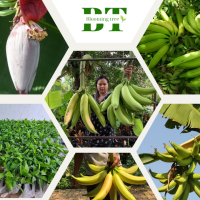 ราคา ต้นกล้วยงาช้าง ต้นเพาะเลี้ยงเนื้อเยื่อ ให้ผลขนาดใหญ่ ยาวและให้ผลผลิตสูง (21897537045)