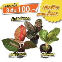 ราคา กระถาง 4 นิ้ว ชุดอโกนีมา มงคลร่ำรวย ทรัพย์มงคล รับเงินรับทอง กำไลหยก (22053488100)