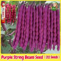 ราคา เมล็ดพันธุ์ถั่วแขกสีม่วง Purple Bush Bean บรรจุ 20 เมล็ด Organic Vegetable Seeds for Planting เมล็ดถั่วแขกสีม่วง F1 เมล็ดพันธุ์ผัก เมล็ดพันธุ์แท้ OP ผักสวนครัว ผักออร์แกนิก พันธุ์ผัก ปลูกผัก เมล็ดผัก