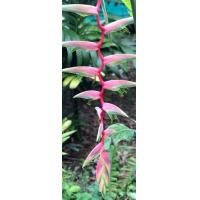 ราคา เฮลิโคเนีย 8ชนิดให้เลือก ตัดใบล้างราก เฮลิโคเนีย robsterclaw ธรรมรักษา บรรไดสวรรค์ บันไดสวรรค์ สร้อยกัณทรี สร้อยกัทรี ลอรีน่า ก้ามกุ้ง ก้าม (21624940765)