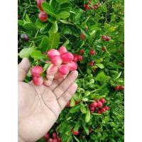 ราคา เมล็ดพันธุ์มะม่วงหาวมะนาวโห่ จำนวน 50 เม็ด ซอง เมล็ดพันธุ์ใหม่อัตราการงอกสูง สรรพคุณหลากหลาย (22094881208)