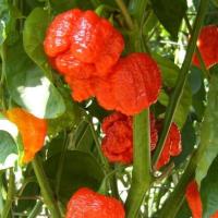 ราคา 12 เมล็ด พริกที่เผ็ดที่สุดในโลก พริกโครตเผ็ด พริก ทานได้ ปลูกได้ทุกที่ Ghost Pepper Chilli Seeds สายพันธุ์ Red Carolina Reaper (21353609155)