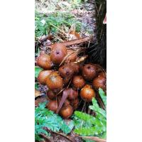 ราคา สละอินโดสายน้ำผึ้ง (21075017378)