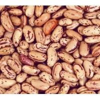 ราคา Rajma Chitra 500g Pinto Beans ถั่วปินโต (21450412828)