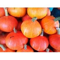 ราคา เมล็ดฟักทองญี่ปุ่น 20 เมล็ด Japanese Pumpkin สายพันธุ์ OP ศึกษาวิธีเพาะได้ในรายละเอียดสินค้า (21270815757)