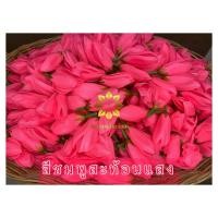 ราคา ดอกจำปา ดอกจำปี จำปี จำปา ดอกไม้ปลอม (20865673178)