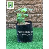 ราคา ต้น มะละกอ พันธุ์ ฮอลแลนด์ แขกดำ แขกนวล ต้นละ 49 บาท 3 ต้น 135 บาท คละได้ (9876370312)