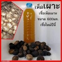 ราคา เชื้อเห็ดเผาะหนัง หัวเชื้อเห็ดเผาะหนัง เข้มข้นเกิด100 ไม่ผสมน้ำ เชื้อสดใหม่ หัวเชื้อ180มล เชื้อ600มล พร้อมวิธีปลูก (22157429368)
