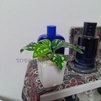 ราคา ต้นไม้มงคล ต้นไม้ปลอม 39 บาท 3 ต้น 100 บาท เสริมโต๊ะทำงาน (21404920781)