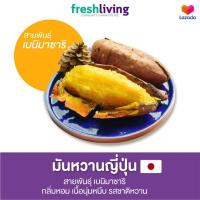 ราคา มันหวานญี่ปุ่น สายพันธุ์เบนิมาซาริ Benimasari ครบไซส์ กลิ่นหอม รสชาติหวาน เนื่อฉ่ำ Shitori (15967214373)