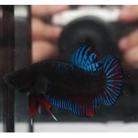 ราคา ปลากัดหม้อไทยสายกัดนครสวรรค์ คัดเกรดสวยงาม สีน้ำเงิน มีรับประกันสินค้า มีเก็บเงินปลายทาง (20430189573)