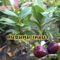 ราคา ต้นชมพู่มะเหมี่ยว 1 ชุด 2 ต้น 159 บาท (14624242003)