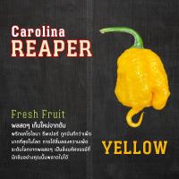 ราคา พริกสด Carolina reaper พริกเผ็ดที่สุดในโลก ผลสด ผลใหญ่ เก็บสดใหม่ทุกผล มีขนาดผลให้เลือก (22008283093)