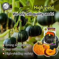 ราคา การจัดส่งที่รวดเร็ว ปลูกง่าย 20เมล็ด ซอง เมล็ดพันธุ์ ฟักทองญี่ปุ่น เมล็ดฟักทองญี่ปุ่นสีส้ม Orange Japanese Pumpkin Seeds for Planting Vegetable Plants เมล็ดฟักทอง เมล็ดพันธุ์ผัก ผักออร์แกนิก เมล็ดบอนส