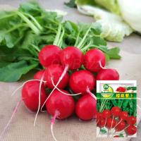 ราคา การจัดส่งที่รวดเร็ว เมล็ดแรดิช 500เมล็ด Radish Seed หัวผักกาด หัวผักกาดฝรั่ง หัวผักกาดแดง (22037809199)