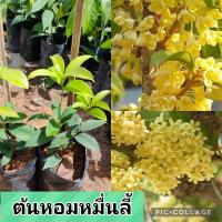 ราคา ต้นหอมหมื่นลี้ แบบชำกิ่ง ดอกมีกลิ่นหอมมาก ขนาด50 60เซนฯ ต้นหอมหมื่นลี้เป็นไม้พุ้มเตี้ยดอกมีสีขาวนวลมีกลิ่นหอมมากชอบแดดสามารถนำไปทำน้ำหอมได้ ช้อป ต้นหอมหมื่นลี้ แบบชำกิ่ง ดอกมีกลิ่นหอมมาก ขนาด25 40เซนฯ