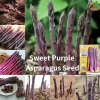 ราคา ผลผลิตสูง Sweet Asparagus Seed เมล็ดหน่อไม้ฝรั่งหวาน สีม่วง เขียว ขาว 1 แพ็ค 10 เมล็ดเมล็ดพืชผัก สำหรับปลูกเมล็ดพันธุ์ผักบอนไซ กระถางหน่อไม้ฝรั่งสำหรับระเบียง เมล็ดพืชสดเมล็ดหน่อไม้ฝรั่งอินทรีย์ สำหรั