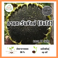 ราคา เมล็ดพันธุ์ ดอกทานตะวันยักษ์ กินได้ บรรจุ 100 เมล็ด (21586243039)