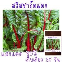 ราคา 25 เมล็ด เมล็ดพันธุ์ สวิสชาร์ดสีแดง Ruby Red Swiss Chard สวิสชาร์ด (21956517383)