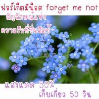 ราคา 30 เมล็ด ฟอร์เก็ตมีน็อต forget me not เมล็ดดอกไม้ (21956443342)