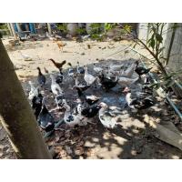 ราคา ไข่เชื้อเป็ดเทศ ไข่เชื้อสำหรับฟัก เชื้อเเรงๆ ชุดล่ะ10ฟอง (13362040711)