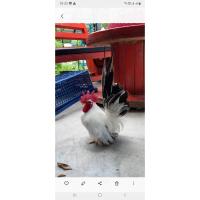 ราคา ไก่เเจ้ ไก่เเจ้ขาวหางดำ ไก่เเจ้สวยงาม พ่อเเม่สั้นตอ ไข่เชื้อสำหรับฟัก 1ฟอง (21410120108)