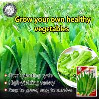 ราคา การจัดส่งที่รวดเร็ว ปลูกง่าย 1000เมล็ด ซอง เมล็ดพันธุ์ โหยวม่ายจีน ผักโหยวม่ายจีน ปลูกง่าย Cos Leaf Lettuce Seeds Chinese Romaine Lettuce Organic Vegetable Seeds เมล็ดพันธุ์ผัก ผักออร์แกนิก เมล็ดบอนสี