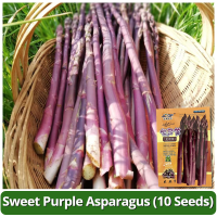 ราคา การจัดส่งที่รวดเร็ว เมล็ดพันธุ์ หน่อไม้ฝรั่ง บรรจุ 10 เมล็ด Purple Asparagus Seed Vegetable Seeds for Planting หน่อไม้ฝรั่งสีม่วง เมล็ดหน่อไม้ฝรั่ง ผักออร์แกนิก เมล็ดพันธุ์ผัก บอนไซ พันธุ์ผัก เมล็ดผัก