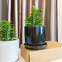 ราคา บันไดเศรษฐี กระถางเซรามิค มีจานรอง ไม้มงคล บันไดเงินบันไดทอง ว่านตีนตะขาบ (21002400833)