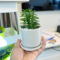 ราคา บันไดเศรษฐี กระถางเซรามิค มีจานรอง ไม้มงคล บันไดเงินบันไดทอง ว่านตีนตะขาบ (21002400832)