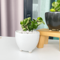 ราคา ต้นโฮย่าไส้หมู หรือ ต้นเกลียวเงิน เกลียวทอง พร้อมกระถางเซรามิก ไม้ฟอกอากาศ (20829225451)