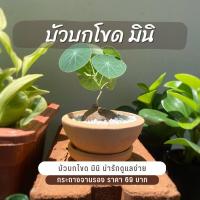 ราคา บัวโขด กระถางดินเผา 3 นิ้ว พร้อมกระถาง กำลังงอก บัวบกโขด บัวบกป่า ไม้โขด ขายพร้อมกระถาง (17303096209)