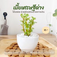 ราคา เบี้ยเศรษฐี เบี้ยเศรษฐีใบด่าง ไม้อวบน้ำ ไม้มงคล ปลูกเสริมความร่ำรวย ส่งทั้งกระถาง (17039927339)