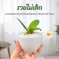 ราคา รวยไม่เลิก ว่านรวยไม่เลิก ว่านมงคล ต้นไม้เศรษฐี ต้นไม้มงคล ต้นไม้ฟอกอากาศ (16762328720)