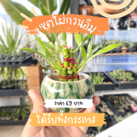 ราคา ไผ่กวนอิม ไผ่พร้อม กระถาง โอ่งขาว มินิมอล ขนาด 2 นิ้ว (14673776496)