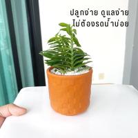 ราคา บันไดเศรษฐี พร้อมกระถางดินเผา วางไว้บนโต๊ะทำงานก็ได้ ไม้มงคล บันไดเงินบันไดทอง ว่านตีนตะขาบ (16458232615)