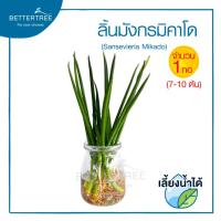 ราคา ลิ้นมังกรมิคาโด จำนวน 1 กอ เลี้ยงน้ำได้ Sansevieria Mikadoไม้มงคล ไม้ฟอกอากาศ ต้นไม้ (21874750361)